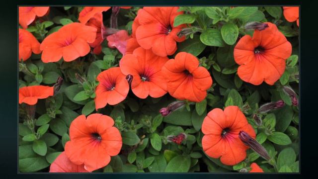 Orange Petunia смотреть онлайн