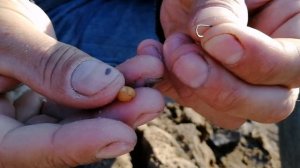 Ловля на пшеницу. Как насаживать и прочее.