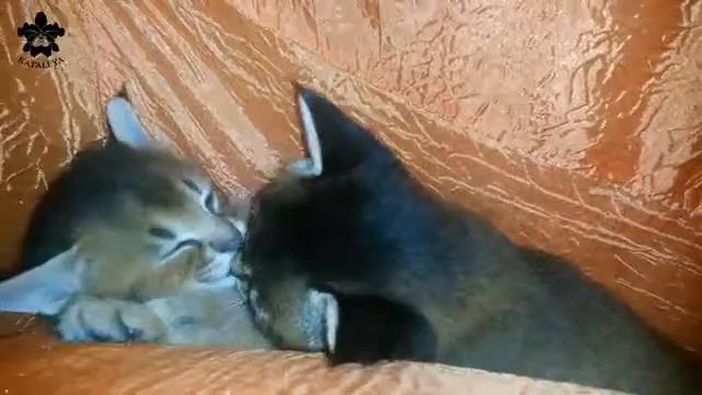 Котята Каракала Каракеты 3 недели... питомник каталея смотреть онлайн