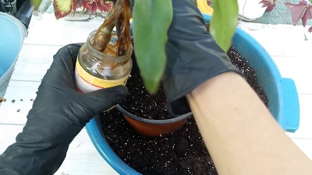 Каллизия душистая, Золотой ус. Выращивание (Callisia fragrans) смотреть онлайн