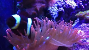 Морской рифовый аквариум - Рыбы клоуны