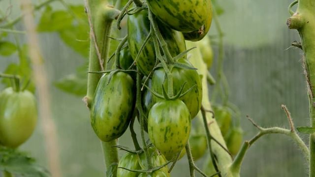 Лучшие сорта помидоров (вкус и урожайность) по итогам 2016 года смотреть онлайн