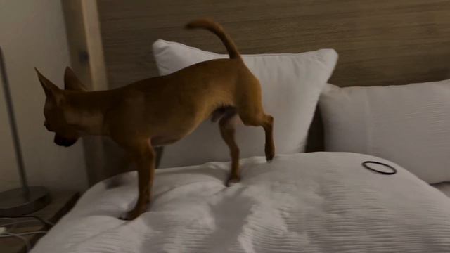 Tiko the Tiny Chihuahua wants to grab the hair tie! смотреть онлайн