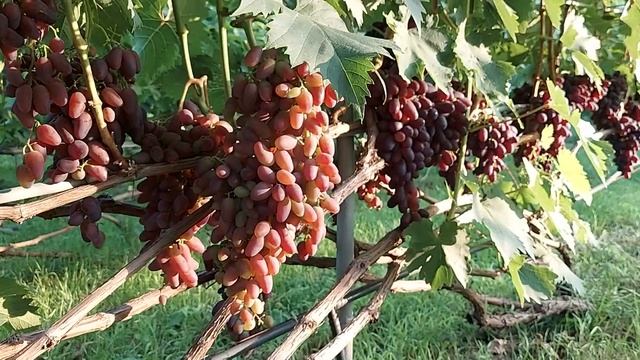 Виноград Аметист і Кармакод 20.08.2022 смотреть онлайн