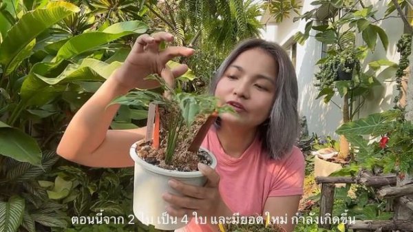 Rare plants : Monstera Obliqua Peru