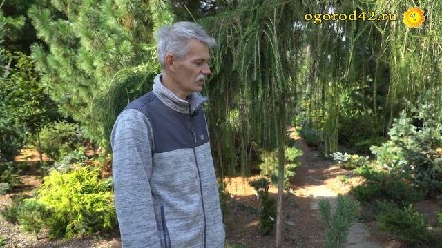 Будет ли ржавчина на плодовых при посадке на участке хвойных растений? Мнение специалиста смотреть онлайн