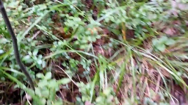 КАК РАСТУТ БЕЛЫЕ ГРИБЫ смотреть онлайн