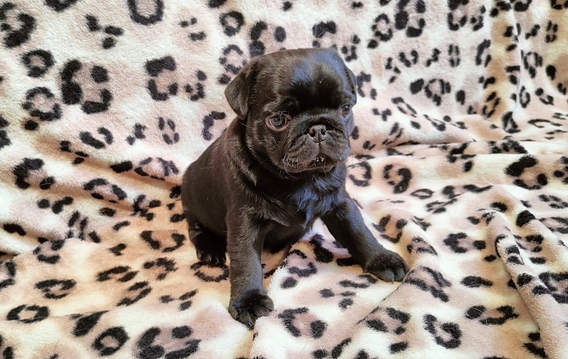 черный  мопс, мальчик, здесь ему почти 1.5 месяца