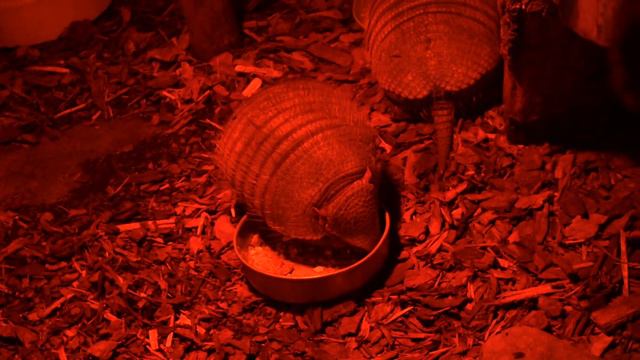 Hairy Armadillo . Щетинистый броненосец