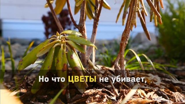 Моя дача. Цветы весной (7.06.17) смотреть онлайн