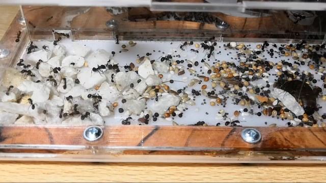 МУРАВЬИ ПРОТИВ ТАРАКАНА ЖЕСТОКАЯ БИТВА смотреть онлайн