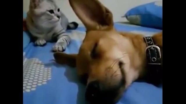 Приколы с жывотными.Ворона издевается над котом смотреть онлайн