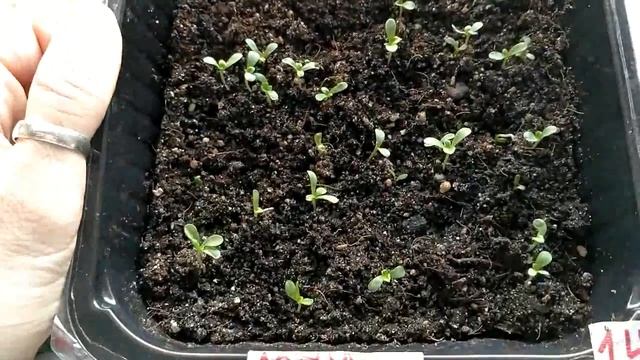 АСТРА .ХРИЗАНТЕМА .ОБЗОР ВСХОДОВ.