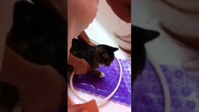 Anal gland for cat grooming смотреть онлайн