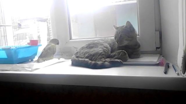 Ожереловый попугай и кот