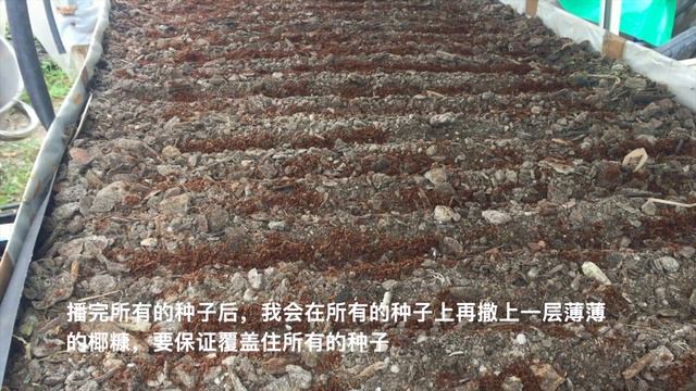 3）不用弯腰，不用担心蜗牛和鼻涕虫，连锄草都省了，就能轻轻松松种出一菜床绿油油又菜香十足的上海青（防蜗牛，防鼻涕虫，防蚂蚁） смотреть онлайн