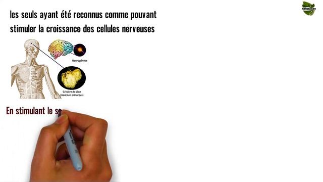 Les bienfaits de l'hericium ? смотреть онлайн