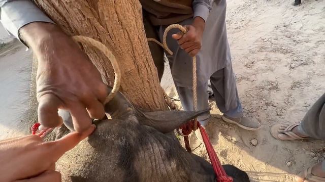 Rani K Lye Aisa Krna Bht Zrori Tha😰 смотреть онлайн