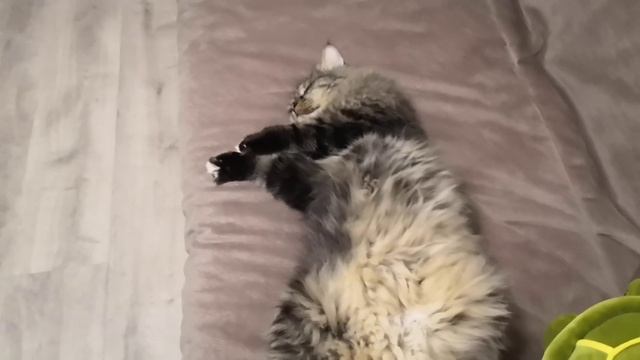 Сибирская кошка, как спит