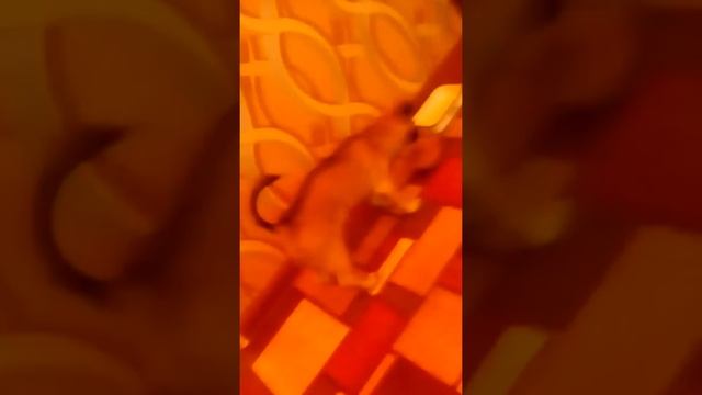 Собачка кушает горячий супчик