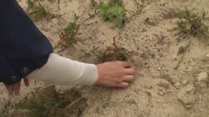 Как можно посадить садовую клюкву