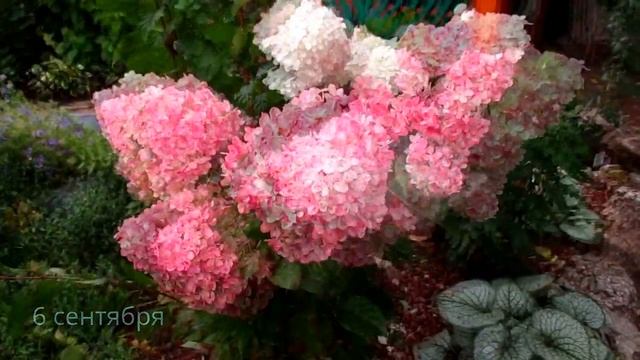 ✿➽ Гортензия метельчатая «Ванилла Фрейз» в моем саду 2016 (часть 2 ) смотреть онлайн