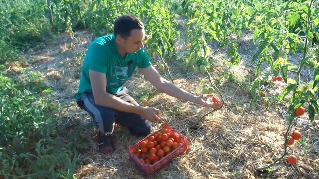 ПОЧЕМУ ТОМАТЫ НЕ СЛАДКИЕ И ЛОПАЮТСЯ смотреть онлайн