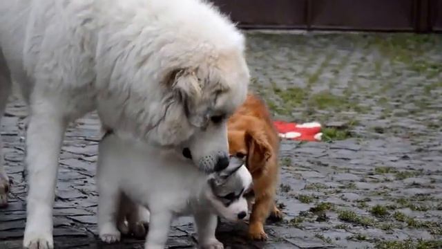 from Pyrlandia B LITTER (5 weeks) смотреть онлайн
