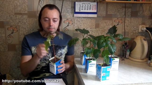 Что делать если рассада переросла. смотреть онлайн