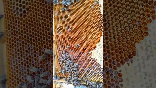 2# ИЮЛЬСКИЕ ОТВОДКИ. Карника на 2 рамки смотреть онлайн