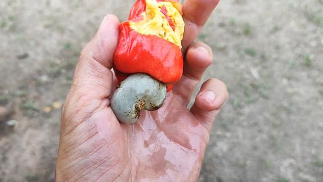 Ке́шью, или Анака́рдиум за́падный. Cashew or Anacardium occidentale. смотреть онлайн