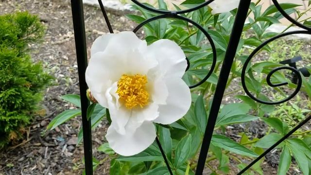 Peony Krinkled White смотреть онлайн