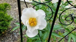 Peony Krinkled White