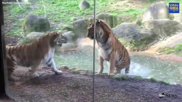 Tiger Has A Bad Case of the Mondays смотреть онлайн