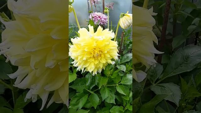 Георгин Гран При . Георгин Grand Prix . Dahlie Grand Prix. Крупноцветковые георгины. Описание сорта смотреть онлайн