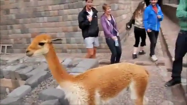 Плюющаяся лама смотреть онлайн