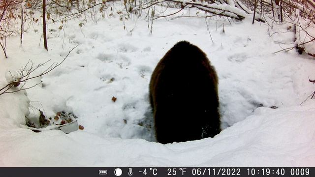 Подготовка медведя к зимней спячке. смотреть онлайн
