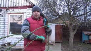 Укрытие плетистой розы на зиму