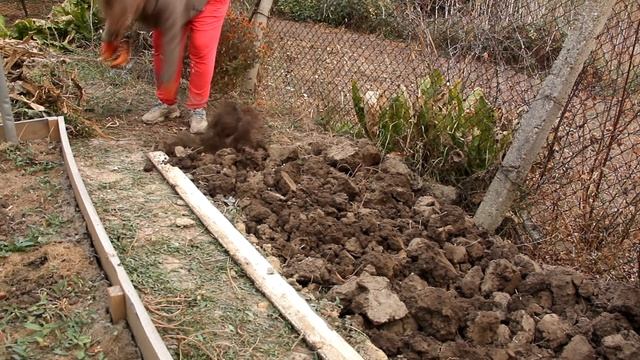 Божьи коровки нападают / Огородные заботы /