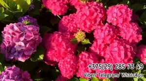 Обзор гортензии крупнолистной RED SENSATION. Выращивание в открытом грунте. Беларусь