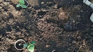 Выращивание рассады огурцов от А до Я