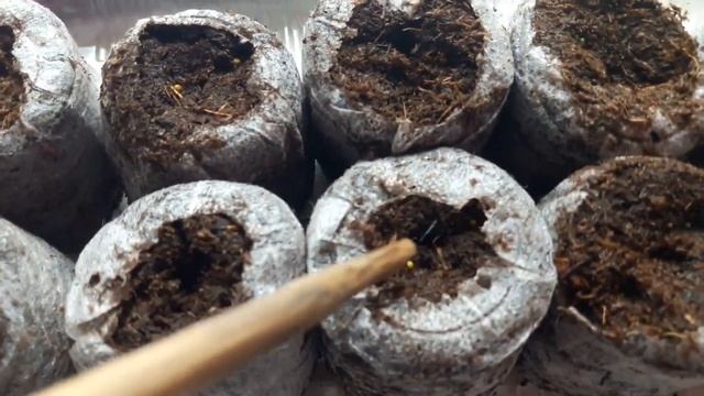 ПОСЕВ ПЕТУНИИ в торфяные таблетки. ТопСад смотреть онлайн