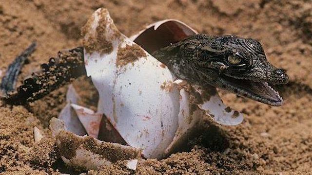 Яйца крокодилов и аллигаторов! Что такое яйца крокодила и зачем они нужны?! смотреть онлайн