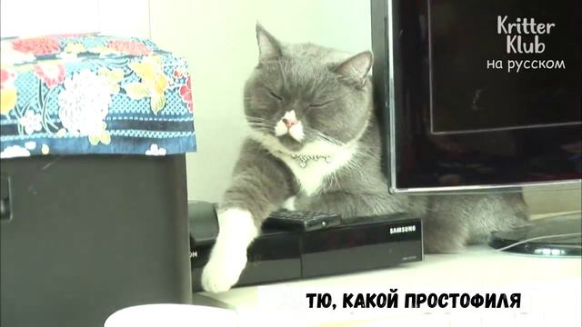 Кота-мачо отвергла неприступная дама | Криттер Клуб смотреть онлайн