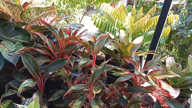 harga terbaru tanaman hias#philodendron#aglonema#anturium смотреть онлайн