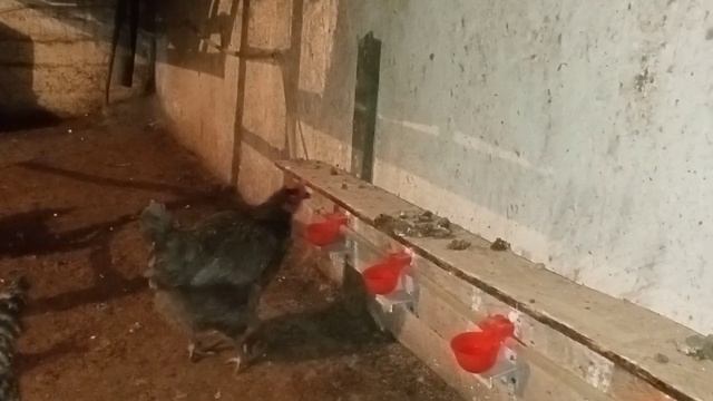 как я приучил кур пить воду с чашечных поилок