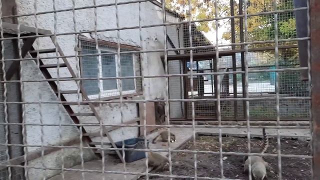 ВОТ ШКОДА! ЛЮСЯ НАКРУТИЛА ВСЕМ ХВОСТЫ и УБЕЖАЛА СТРОИТЬ! смотреть онлайн