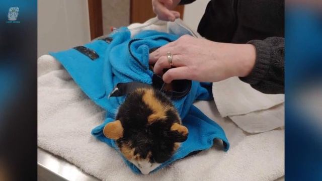 Кот хочет найти смерть, пролежав в моторном отсеке автомобиля 1 час 😱 смотреть онлайн