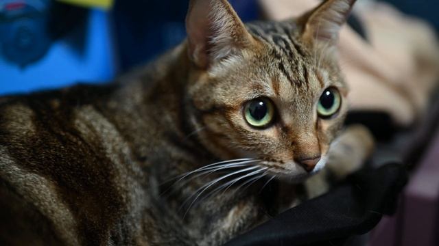 2021.9.27 test смотреть онлайн