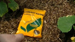 Огурец. Формирование, полив, подкормка. Ленара, Бьёрн, Кураж, Герман, Директор, Эколь.